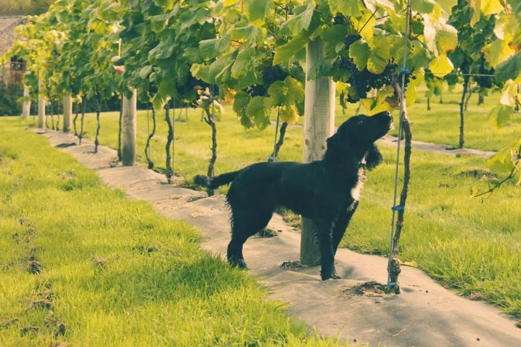 Vineyard Country Cottage Llanerch-Aeron Экстерьер фото