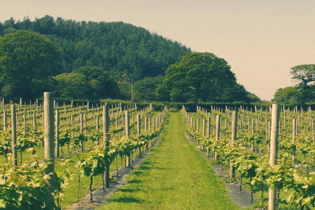 Vineyard Country Cottage Llanerch-Aeron Экстерьер фото